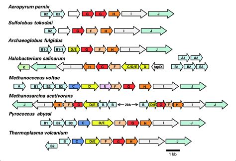 Flagella Gene Families Of Selected Archaea Similar Colors Represent Download Scientific