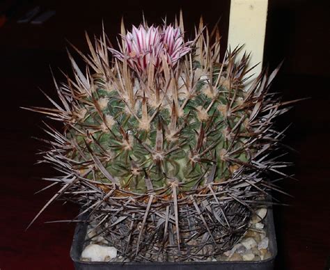 Стенокактус (Stenocactus) - PictureThis