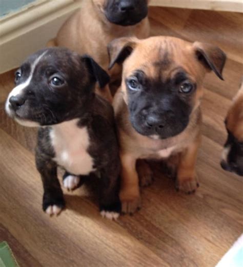 Staffordshire Bull Terrier puppies for sale | Pets4Homes | Bull terrier ...