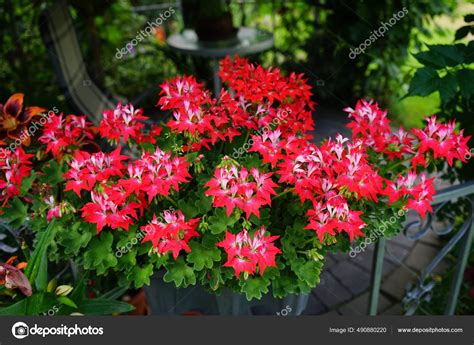 What Are Zonal Geraniums