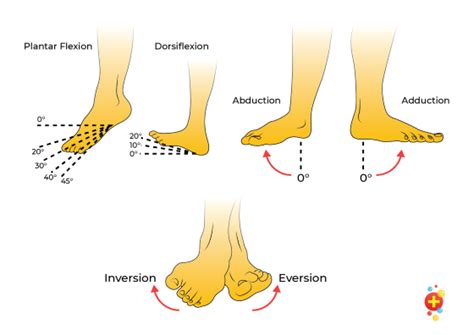 Ankle Range Of Motion Derfarm