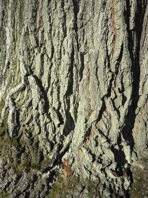 Ecorce du Chêne rouge d Amérique Quercus rubra marie midi Flickr