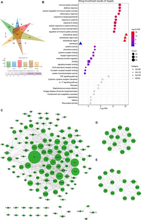 Frontiers The Pathogenic Effects Of Fusobacterium Nucleatum On The