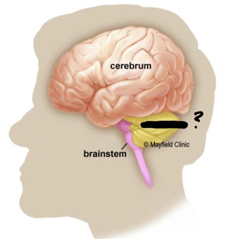 Basic Neuro Flashcards Quizlet