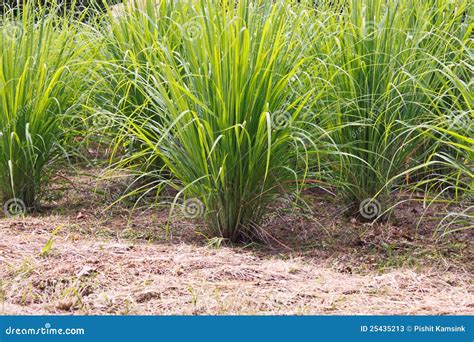 Lemongrass Clump Stock Image Image Of Blade Lemongrass 25435213