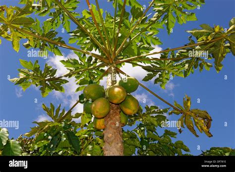 Papaya Tree Hawaii Hi Res Stock Photography And Images Alamy