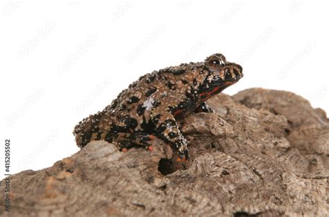 Fire-bellied toad Stock Photo | Adobe Stock