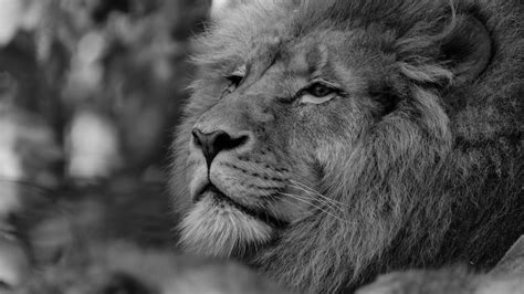 Download Wallpaper 3840x2160 Lion Predator Glance Black And White 4k