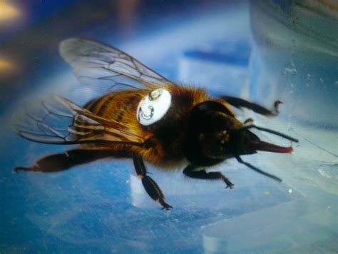 honey bee at feeder - Entomology Today