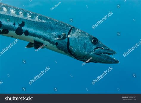 Close Barracuda Sphyraena Barracuda Teeth Blue Stock Photo (Edit Now ...