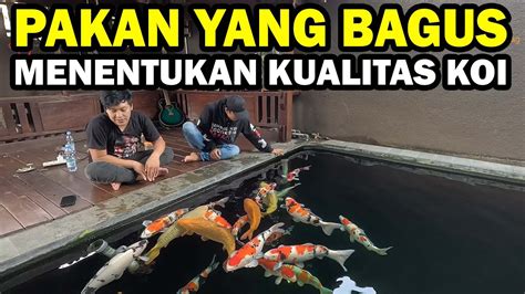 IKAN KOI BERKUALITAS MENGELILINGI RUMAH MINATO KOI PONOROGO YouTube