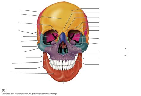 Unlabeled Skull Anterior Skeletal System Anatomy Skull Anatomy