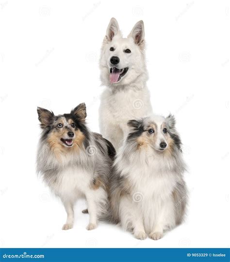 Three Shelties/ Shetland Sheepdogs On A Log In A Forest Stock Image