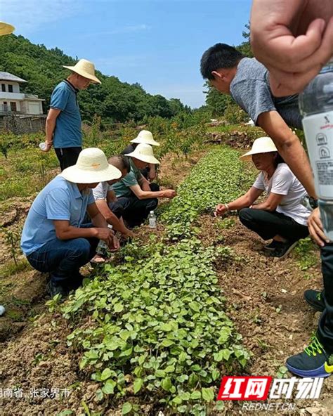 慈利县高峰土家族乡南井村：党建引领促振兴 专家指导强技术乡镇张家界站红网