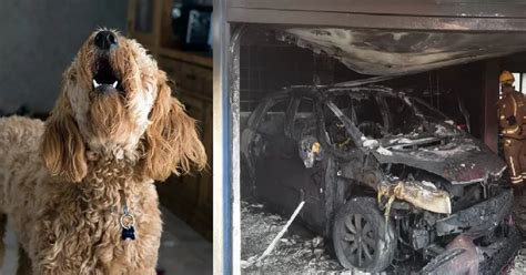 Perro salva a una familia de morir en un incendio ladró hasta que