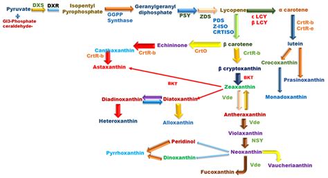 Microalgal Carotenoids: Therapeutic Application and Latest Approaches