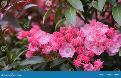 Kalmia Latifolia Flowers With Leaves Close Up Stock Image Image Of