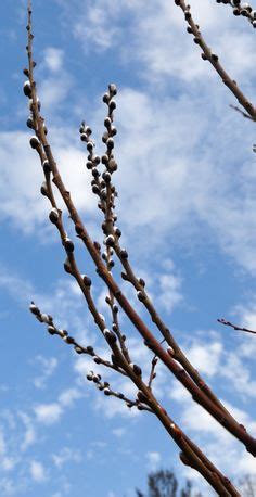 Images About Pussy Willows Cattails Sweet Peas On Pinterest