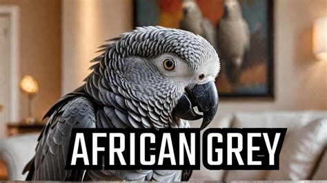 Why Meena The African Grey Is The Best Pet Bird Youtube