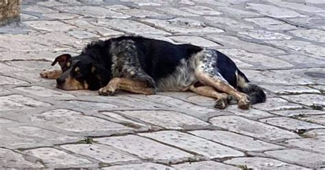 La Storia Di Tuto Il Cane Di Anni Che Scappava Dal Rifugio Per