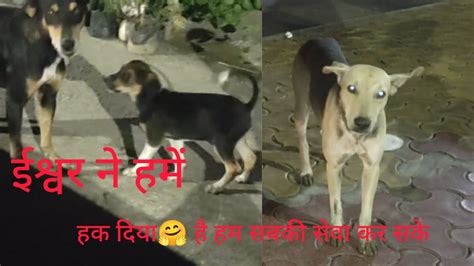 Survive Street Dogs On Road🙄please Help🙏 Daily Survive Street Dogs 😫