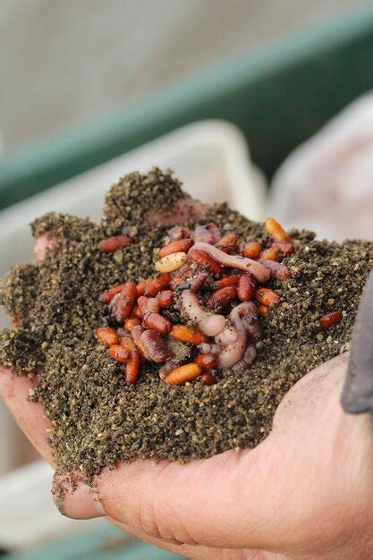 Premium Photo Human Hand Holding Worms