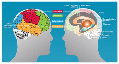 Mémoire Cerveau Sciences Cognitives Neurosciences