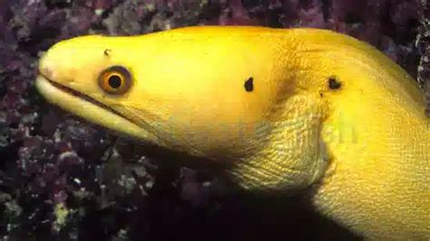 banana moray eel eels saltwater fish