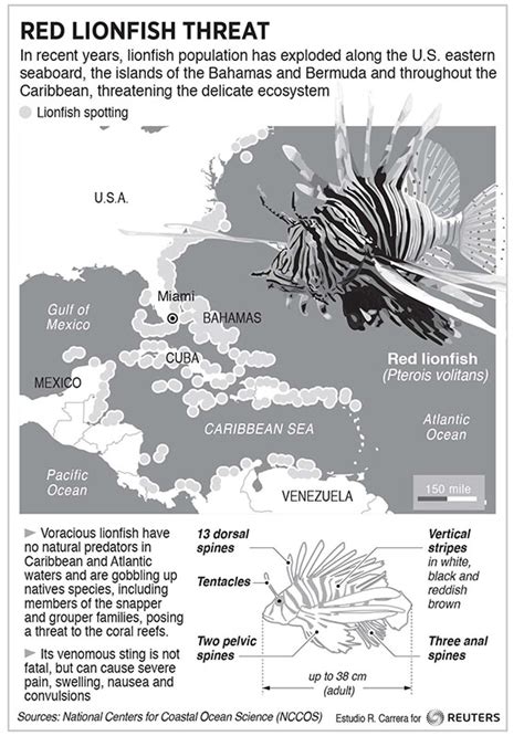 Invasive Lionfish Imperiling Ecosystem