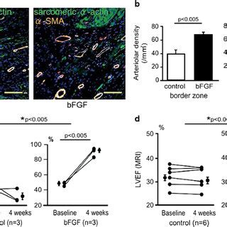 The Influence Of Controlled Release Of Bfgf From A Gelatin Based