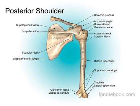 Shoulder Muscle Anatomy Arm Muscle Anatomy Shoulder Blade Muscles