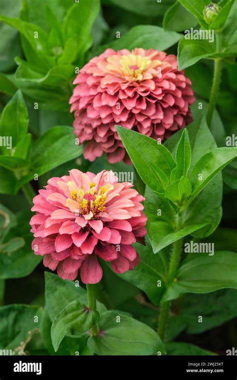 Zinnia Elegans Queen Lime Red Queen Series Red Flowers With Lime Tips