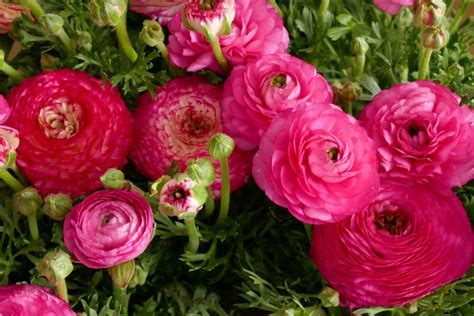 Your Guide to Gorgeous Ranunculus Wedding Flowers - Rose Hill Flowers - Weddings & Special Events