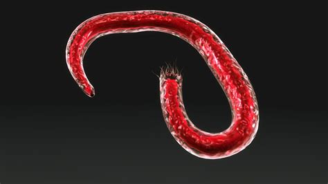 Ancylostoma Hookworm