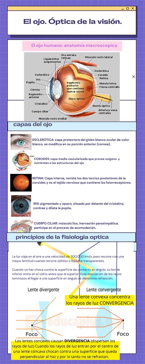 Infografia De Optica Y Visi N Dilcia Solorzano El Ojo Ptica De La