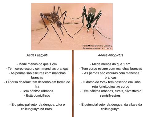 O Aedes Aegypti Prefeitura De Porto Alegre