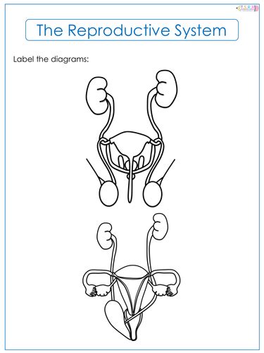 Reproductive System Label Task By Thescienceresourcebank Teaching Resources Tes