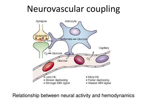 PPT FMRI Methods Lecture3 Modeling The Neurovascular Coupling