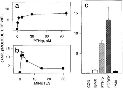 PTHrp Increases CAMP Levels In Fetal Rat Dermal Fibroblasts In Panel