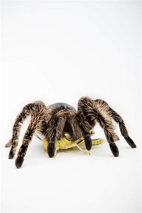 A Honduran Curly Hair Tarantula Stock Image Image Of Skin Background