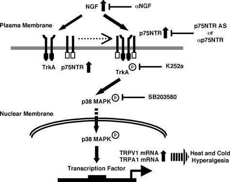 Suppression Of The P Neurotrophin Receptor In Uninjured Sensory