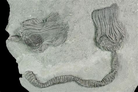 About Crinoids - FossilEra.com