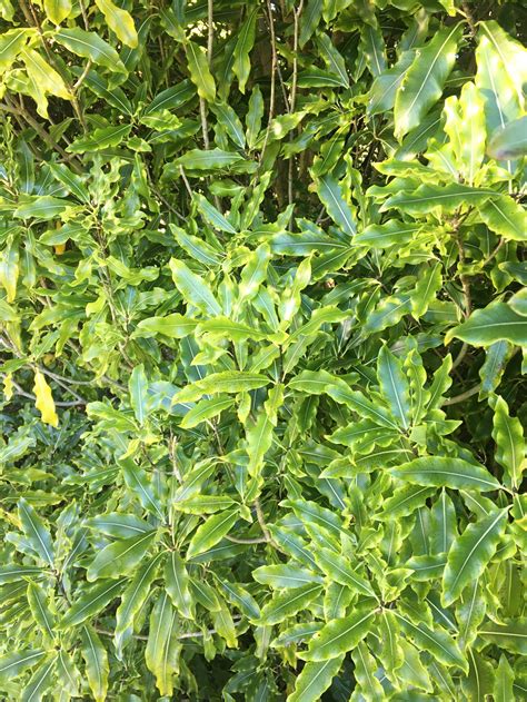 Hedging Plants Christchurch | Hedge Shrubs For Privacy NZ | plantz.co.nz