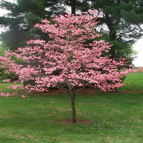 Cherokee Chief Dogwood Tree Gorgeous Red Flowers In Spring Vibrant R