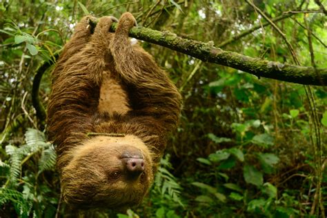 Slowest Animal On Earth