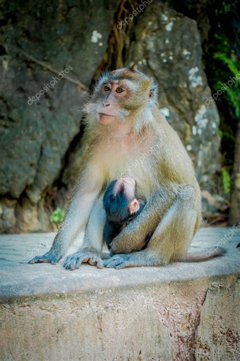 Primer Plano De Monos Macacos Come Cangrejos Lat Macaca Fascicularis