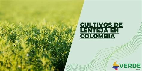 Cultivos De Lenteja En Colombia Colombia Verde