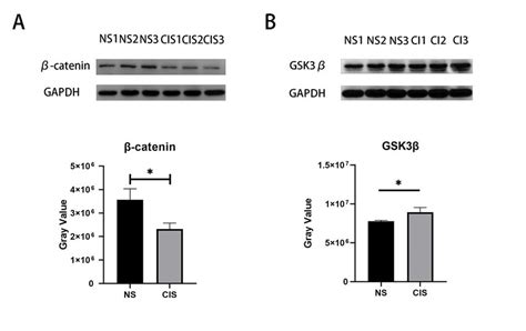 Cisplatin Induced Deactivation Of Wnt Catenin Signaling In Hei Oc