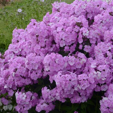 Phlox Paniculata Fashionably Early Series Emerald Coast Growers