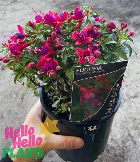 Fuchsia Fuchsita® 'Rose Blue' 6" Pot - Hello Hello Plants